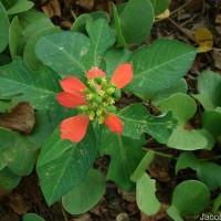 Euphorbia cyathophora Murray